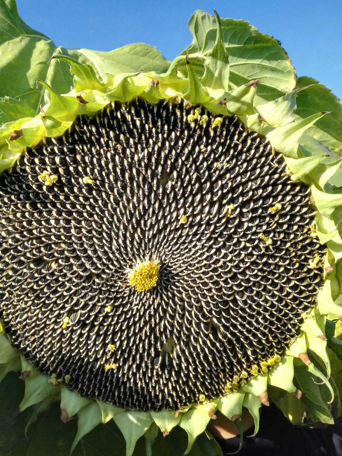 鍚戞棩钁電瀛愬悜鏃ヨ懙縐嶆瑙勬ā鎬庝箞鏍鳳紵 钁佃姳縐嶅瓙鐥呭師鑿岀殑闃叉不鏂規(guī)硶鏈夊摢浜涳紵