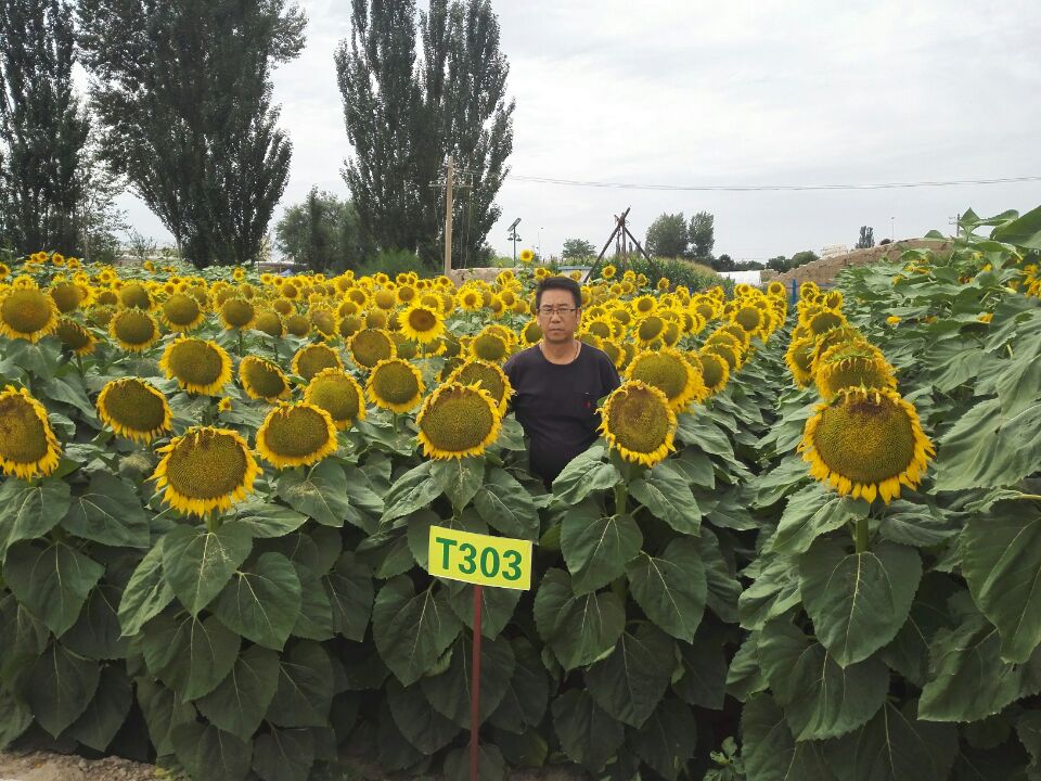 銆愬浘瑙c戝悜鏃ヨ懙縐嶆綆$悊 鑷繁縐嶅悜鏃ヨ懙鐨勬柟娉曞拰姝ラ